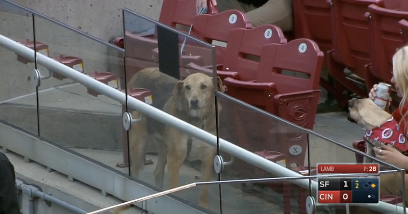 Illustration for article titled Six Good Dogs At The Reds Game
